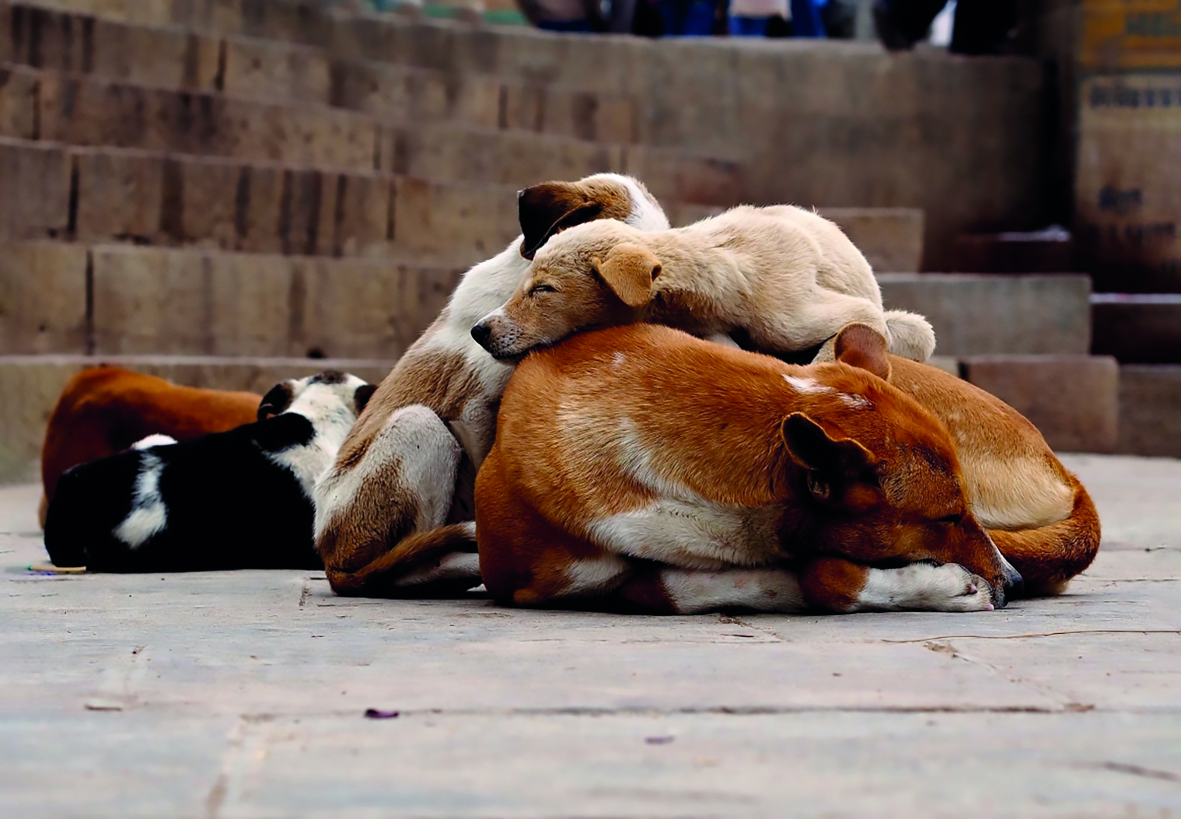 Hayvan hakları gönüllülerinden 4 Nisan programı